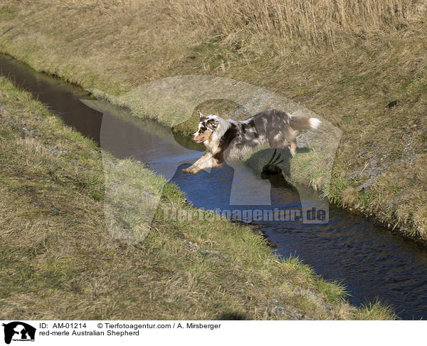 red-merle Australian Shepherd / AM-01214