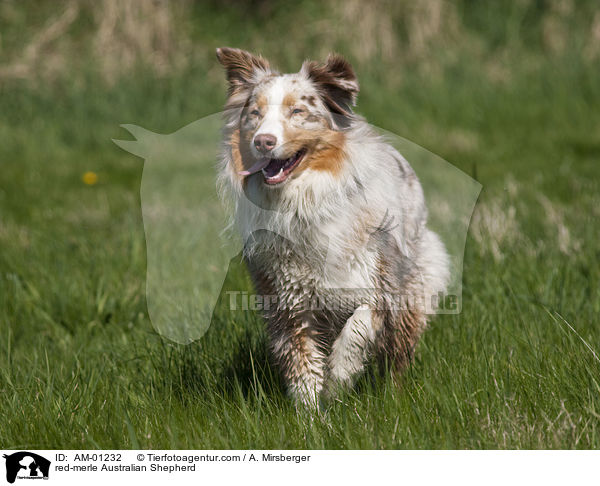 red-merle Australian Shepherd / AM-01232
