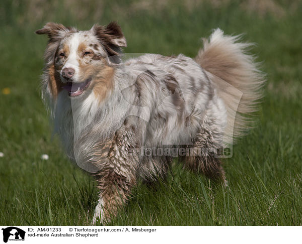 red-merle Australian Shepherd / AM-01233