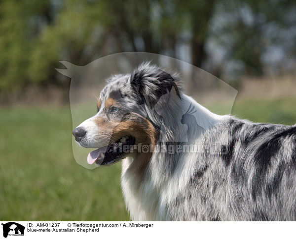 blue-merle Australian Shepherd / AM-01237
