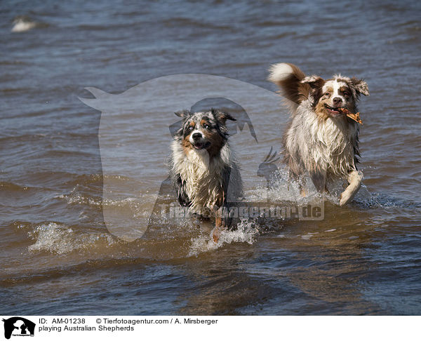 playing Australian Shepherds / AM-01238
