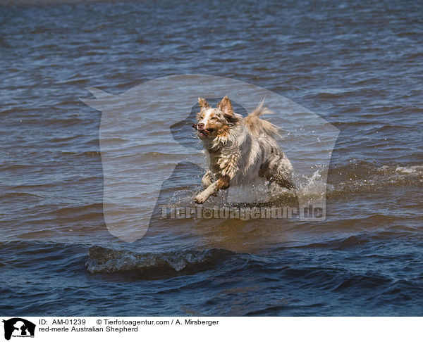 red-merle Australian Shepherd / AM-01239