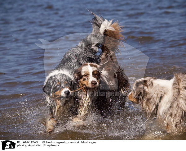 playing Australian Shepherds / AM-01243