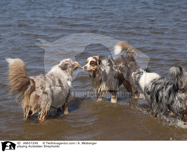 playing Australian Shepherds / AM-01249