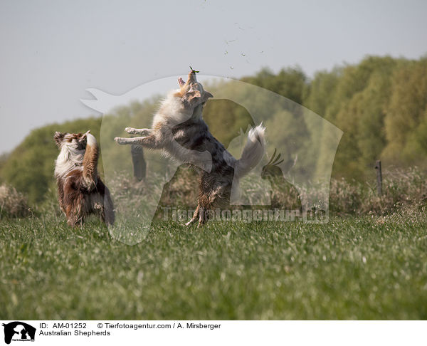 Australian Shepherds / AM-01252