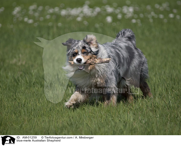 blue-merle Australian Shepherd / AM-01259