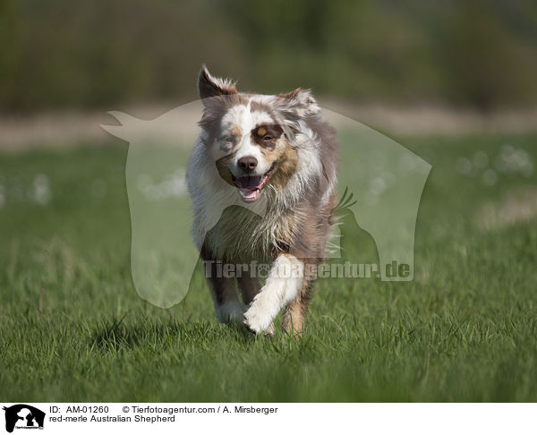 red-merle Australian Shepherd / AM-01260