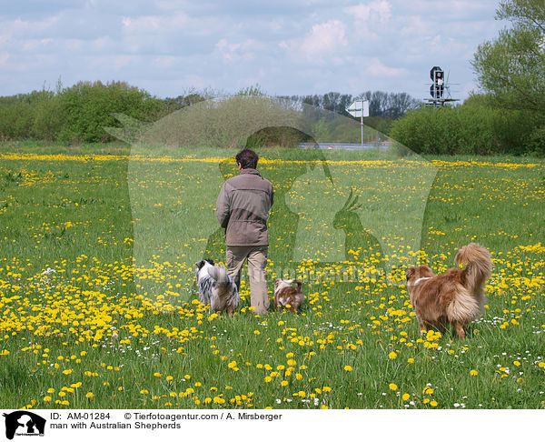Mann mit Australian Shepherds / man with Australian Shepherds / AM-01284