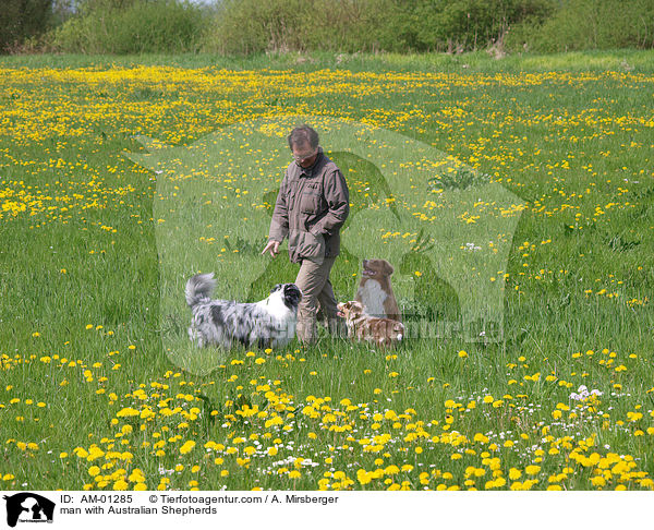 Mann mit Australian Shepherds / man with Australian Shepherds / AM-01285