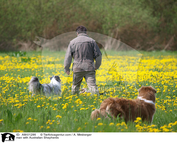 Mann mit Australian Shepherds / man with Australian Shepherds / AM-01286