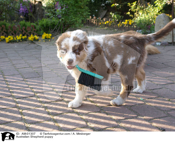 Australian Shepherd puppy / AM-01307