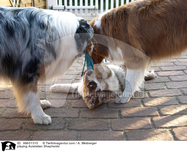 playing Australian Shepherds / AM-01310