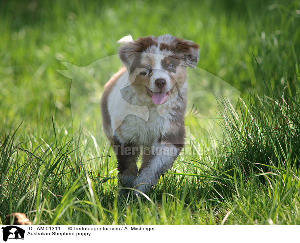 Australian Shepherd puppy / AM-01311