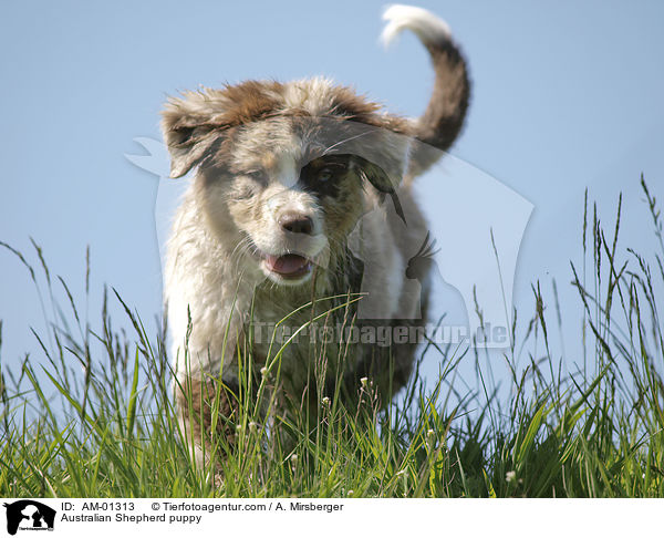Australian Shepherd puppy / AM-01313