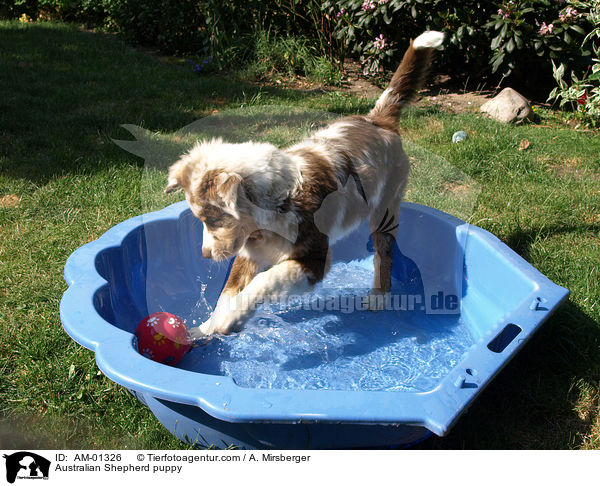 Australian Shepherd Welpe / Australian Shepherd puppy / AM-01326