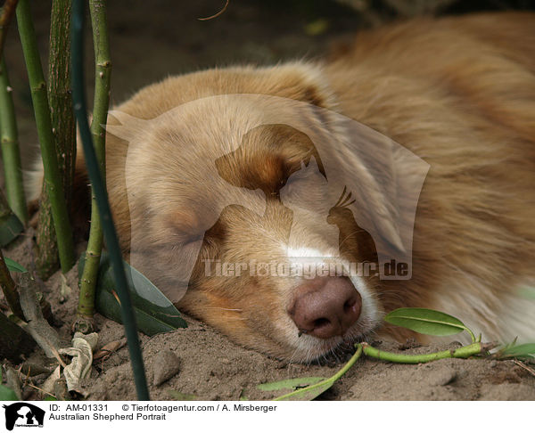 Australian Shepherd Portrait / AM-01331