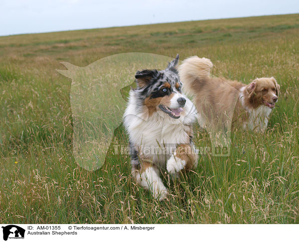 Australian Shepherds / AM-01355