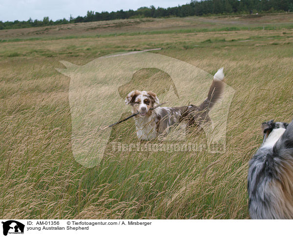 young Australian Shepherd / AM-01356