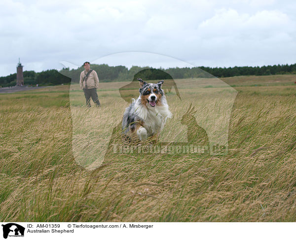 Australian Shepherd / AM-01359