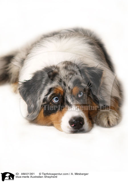 blue-merle Australian Shepherd / AM-01361