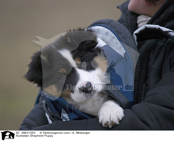 Australian Shepherd Welpe / Australian Shepherd Puppy / AM-01363