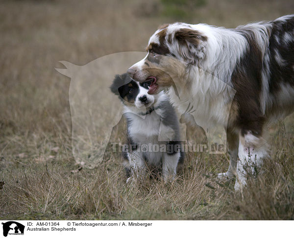 Australian Shepherds / AM-01364