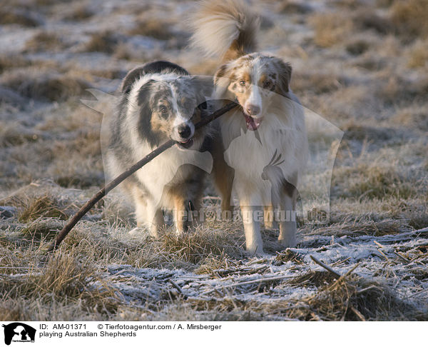 playing Australian Shepherds / AM-01371