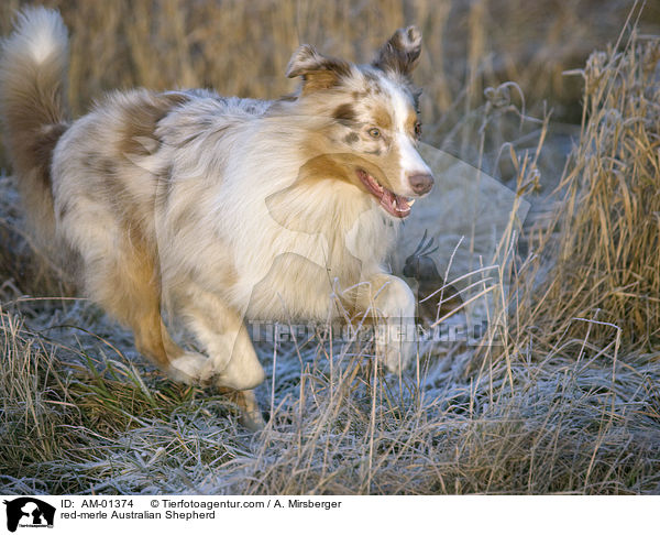 red-merle Australian Shepherd / AM-01374