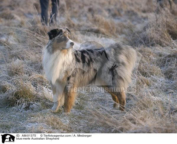 blue-merle Australian Shepherd / AM-01375