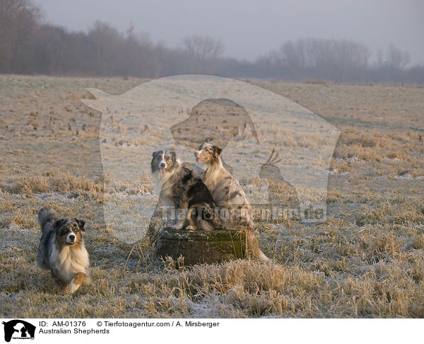 Australian Shepherds / AM-01376