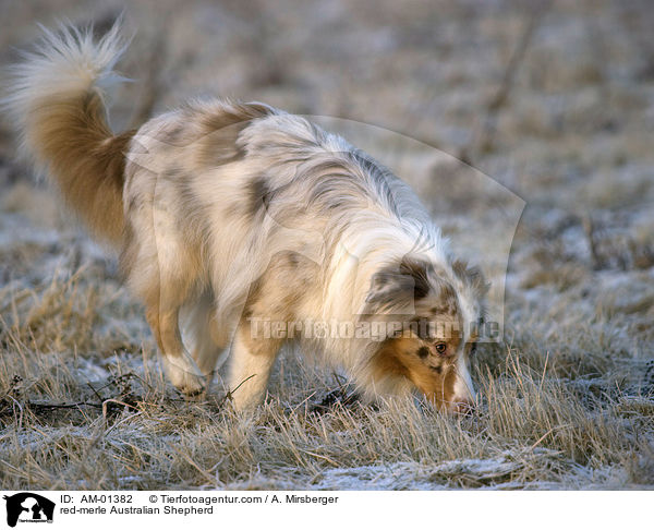 red-merle Australian Shepherd / AM-01382
