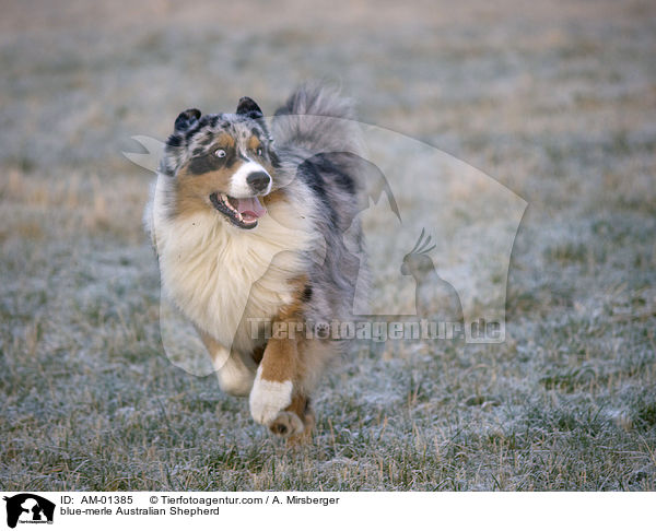 blue-merle Australian Shepherd / AM-01385