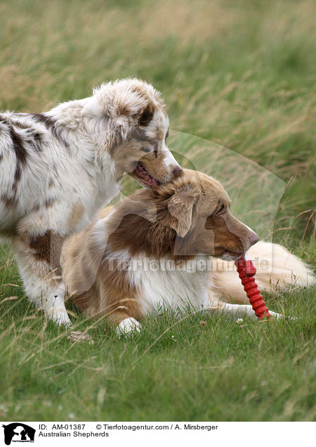 Australian Shepherds / AM-01387