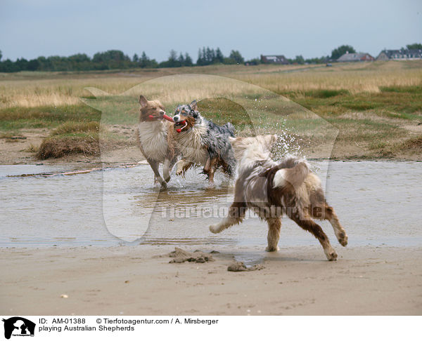 playing Australian Shepherds / AM-01388