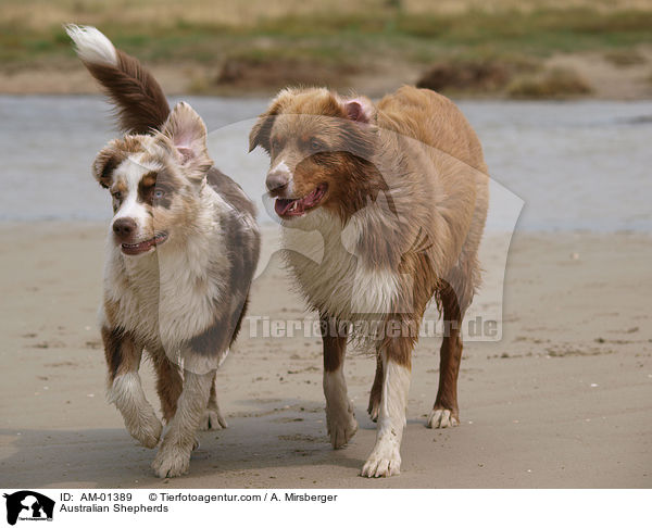 Australian Shepherds / AM-01389