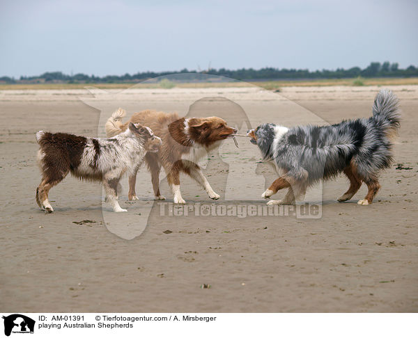 playing Australian Shepherds / AM-01391