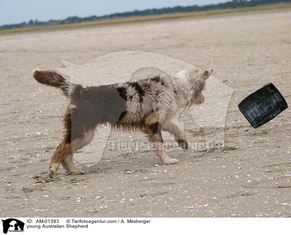 young Australian Shepherd / AM-01393