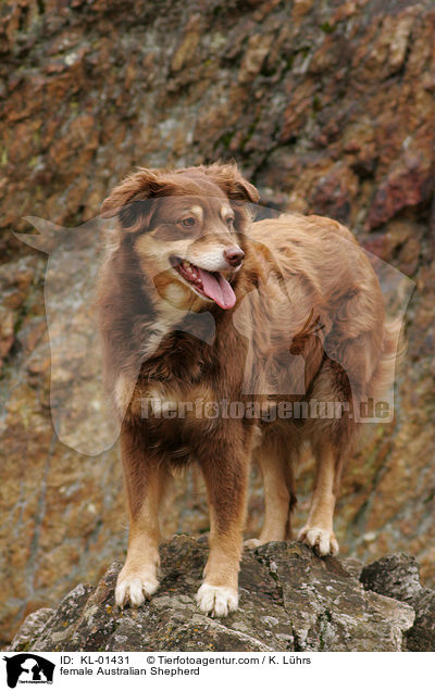female Australian Shepherd / KL-01431
