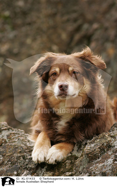 female Australian Shepherd / KL-01433