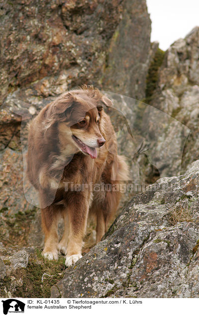 female Australian Shepherd / KL-01435