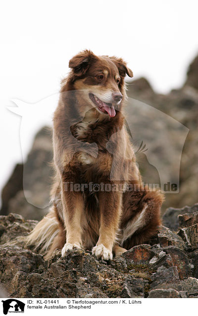 female Australian Shepherd / KL-01441