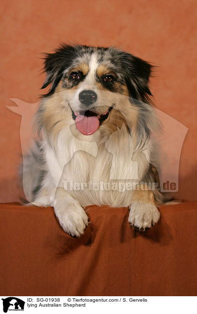 lying Australian Shepherd / SG-01938