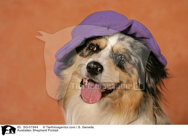 Australian Shepherd Portrait / SG-01944