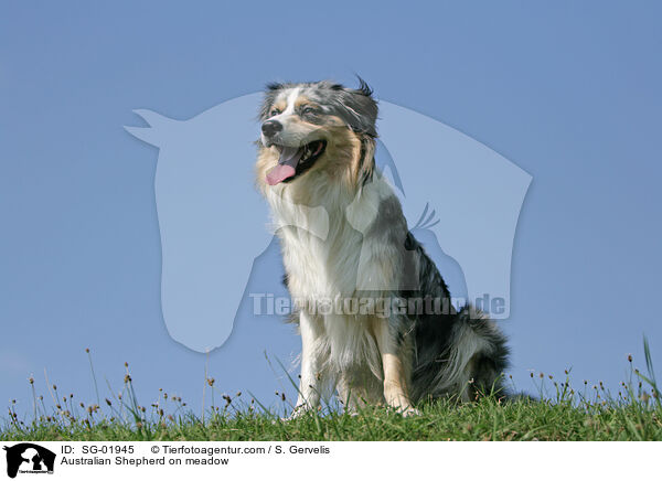 Australian Shepherd on meadow / SG-01945