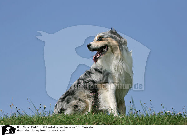 Australian Shepherd on meadow / SG-01947
