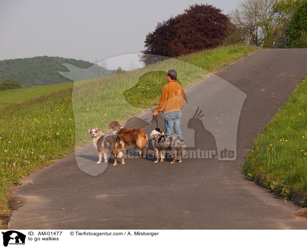 to go walkies / AM-01477
