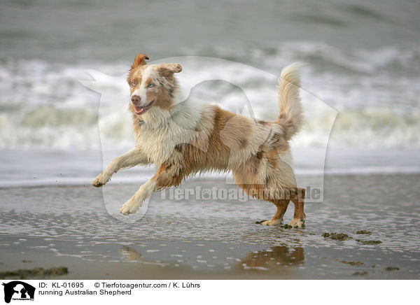 running Australian Shepherd / KL-01695