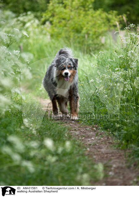 walking Australian Shepherd / AM-01561
