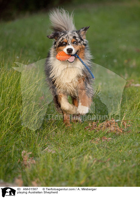 playing Australian Shepherd / AM-01567