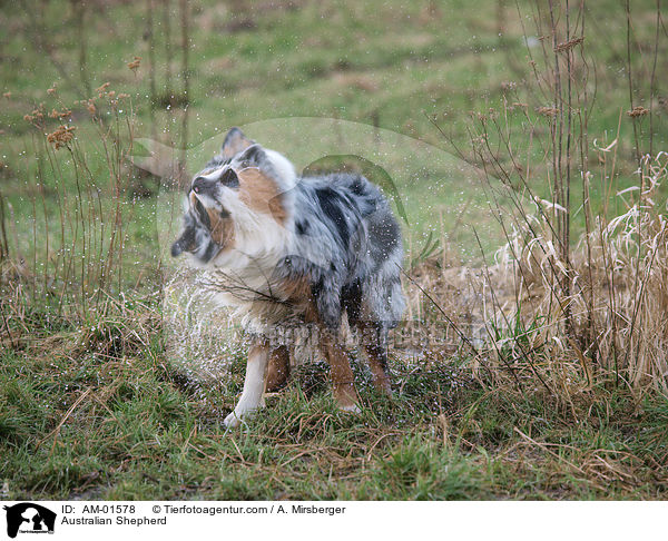 Australian Shepherd / AM-01578